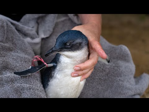 RED Penguin rehab and release story