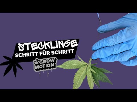 Stecklinge schneiden - Cannabis Anbau  | Schritt für Schritt