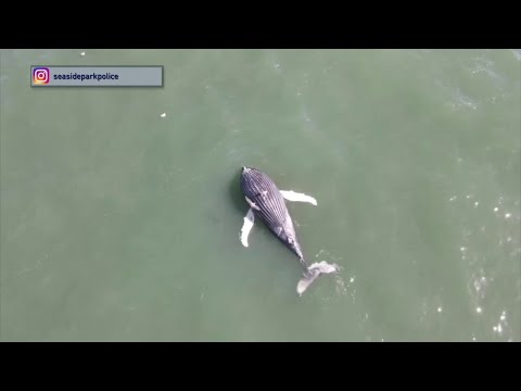 NJ Ocean County Seaside Park Another Dead Whale Discovered