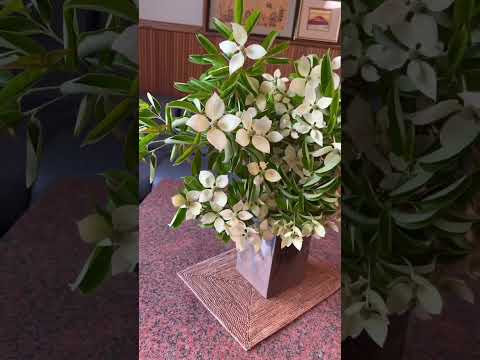 耐寒性常緑低木：冬の庭を彩る4つの植物  庭園