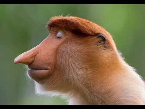 Moog Minimoog Sounds 09 / "" Offbeat and more "" / Music by Viktor Schloss