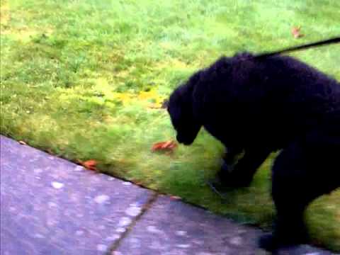 Keera's walking in prosthetic boot is  improving