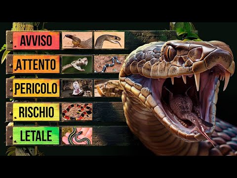 How Fast Can They Kill You? The World's Most Dangerous Snakes