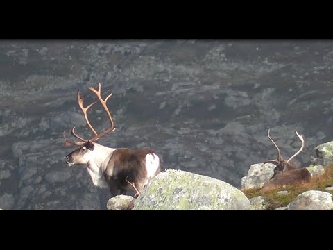 Reinsdyrjakt i Sirdal 2014 (Reindeer hunting in Norway)