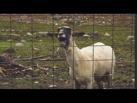 Lukas Graham - Better than yourself (Goat edition)