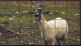 Lukas Graham - Better than yourself (Goat edition)