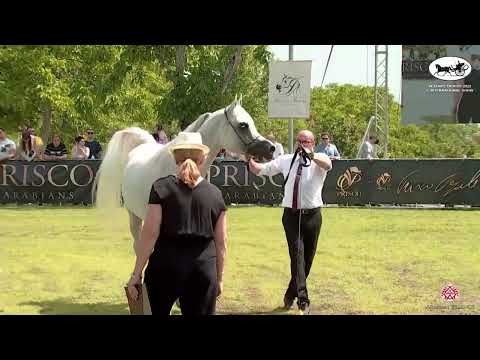 N 87 KADIDJ DE LAFAYETTE   Vesuvio Trophy 2022   International   Stallions 4 6 Years Old Class 10