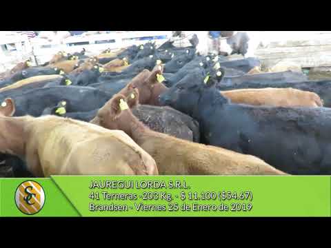 25-1-19 - Venta de Hembras - Jauregui Lorda S.R.L. -  Brandsen