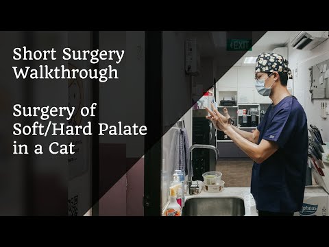 Acquired Palate Defect (Cleft Palate) Repair Surgery in a Cat | High-Rise Syndrome