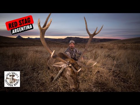 Free Range Red Stag in Patagonia