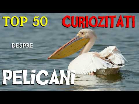 Top 50 curiozitati despre PELICANI