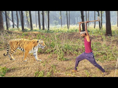 village tiger attack  | tiger attack village ! tiger attack man in the forest
