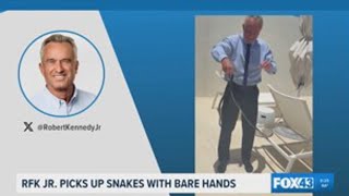 Watch Robert F. Kennedy Jr. pick up two black racer snakes in Florida