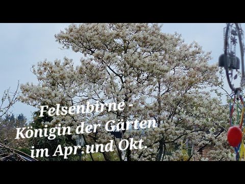 Felsenbirne- Königin der Gärten