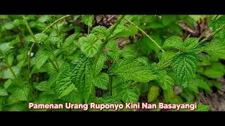 Download lagu DJ SLOW - | DJ REMIX MINANG FULL BASS TERBAIK 2021 | By Ridwaen Pro mp3