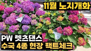 11월까지 꽃피는 수국 PW렛츠댄스 4종 팩트체크