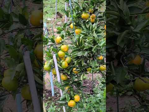 果樹を治す方法は？専門家による確実な方法を発見  庭園