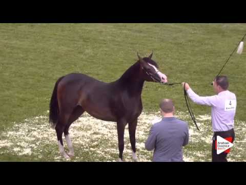 N.4 FLAXMAN'S MEDINA - Ströhen 2015 C-Show - Yearling Fillies (Class 3)