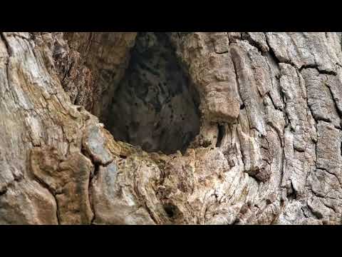 Searching for Carpenter Ants in Hazlet, NJ
