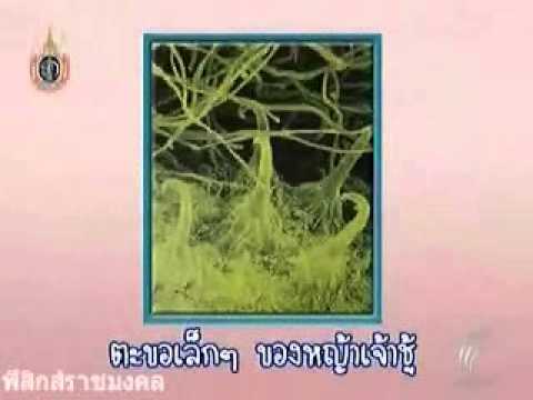 พวกที่กำลังพยายามที่จะเริ่มต้นผู้หญิง ชาสมุนไพรสำหรับความอ่อนแอ