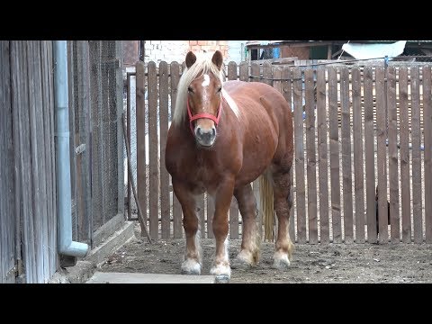 In vizita la Marc de la Gilau, Cluj 2018