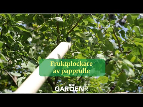 Fruktplockare av papprulle - Trädgårdshacks med GardenR