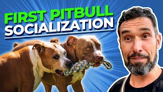 Introducing a pitbull to other dogs