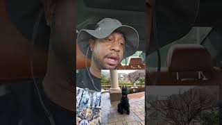 The Black Giant Schnauzer Report Report ‼️  #weknowdawgs #dogs #viral #guarddog #schnauzer