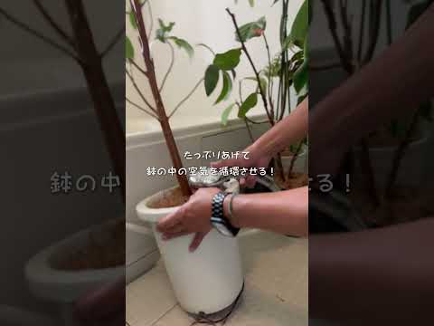 植物に水をやるのに白酢を使用できますか?はい、いいえ  庭園