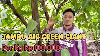 Download lagu GREEN GIANT SUPER PREMIUM WATER APPLE | MOST SPECIAL #waterapples #greengiantwaterapples #greengiant mp3