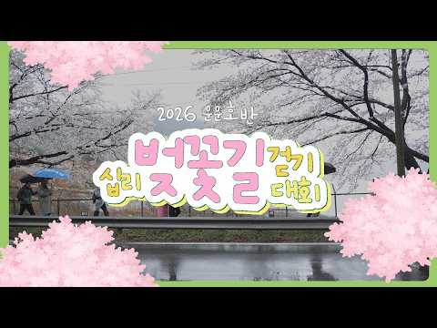 걸으면서 즐기는 청도의 봄 ㅣ2026 운문호반 십리 벚꽃길 걷기대회