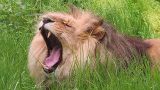 חיות טורפות