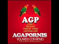 AGAPORNIS - Volando Con Ritmo -LO NUEVO-PARTE