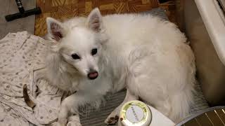 2020/12/30 Dreaming at night in dad's spare room【アメリカンエスキモードッグ/American Eskimo Dog】