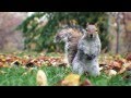 Squirrels dancing to LMFAO Im Sexy and I Know It ...