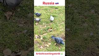 Download lagu Birds in Russia are not afraid of humans 😲 🇷🇺 #ytshorts #shortvideo #travel mp3