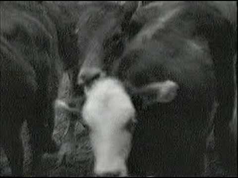 Lone Star Song