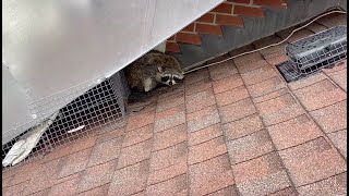 Are Raccoons On The Roof A Problem?