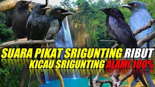 Download lagu SUARA PIKAT SRIGUNTING RIBUT mp3