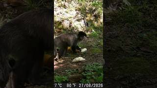 Macaco Prego Preto Pegando Milho Na Ceva! 🐒🌽🐺#shorts #viral #shortvideo #viralvideo #youtubeshorts 🌳
