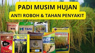 Download lagu 8 Varietas Padi Unggul Untuk Musim Hujan mp3 Download lagu 8 Varietas Padi Unggul Untuk Musim Hujan mp3