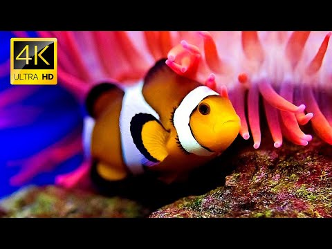 4K Turtle Paradise  Relaxing Nature Under the Sea Movie + Soul Relaxing Piano Music - Ocean Dream #2
