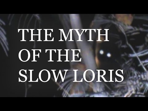 The Myth of the Slow Loris