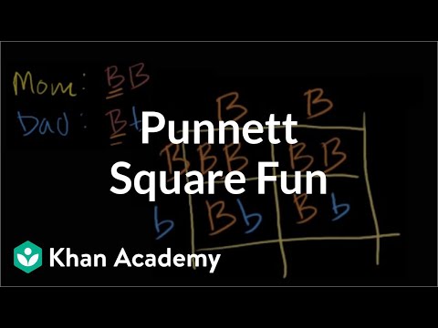 Worked Example Punnett Squares Video Khan Academy