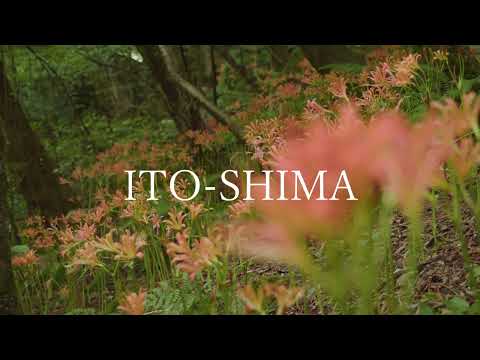 オオキツネノカミソリ　～糸島の自然～