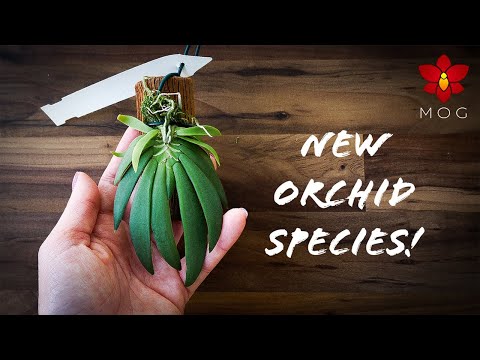 I got a lot of new Orchid species! - First Orchid Haul of 2021