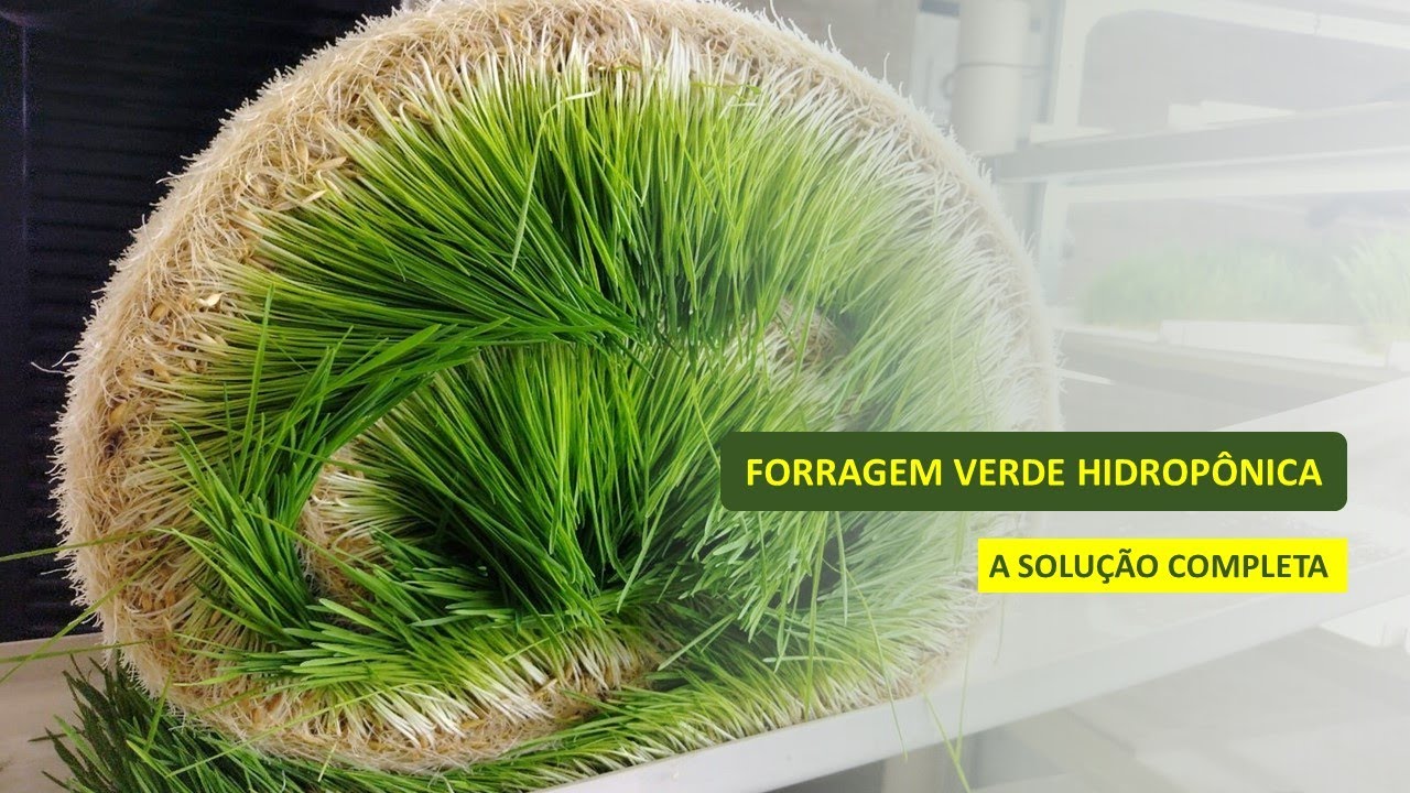 FORRAGEM VERDE HIDROPÔNICA - A SOLUÇÃO COMPLETA