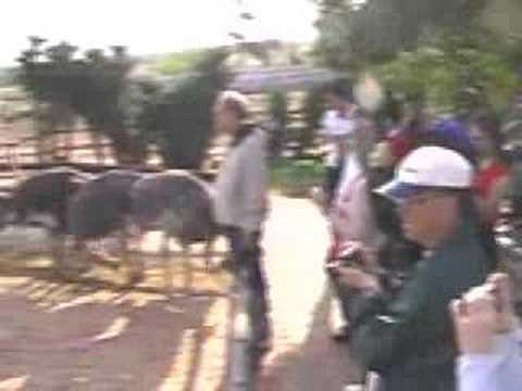 Fazenda de Avestruzes África do Sul-Cidade do Cabo-Costa Oeste