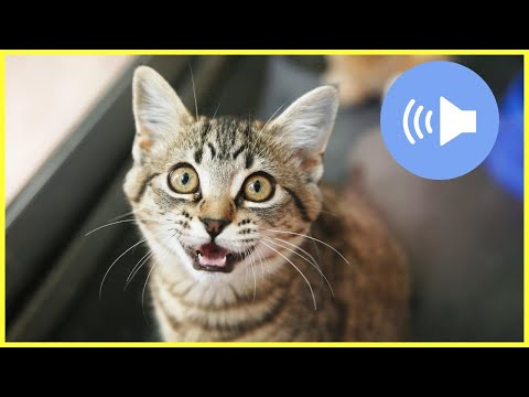 Play THAT - and your cat will come to you immediately! 🔥