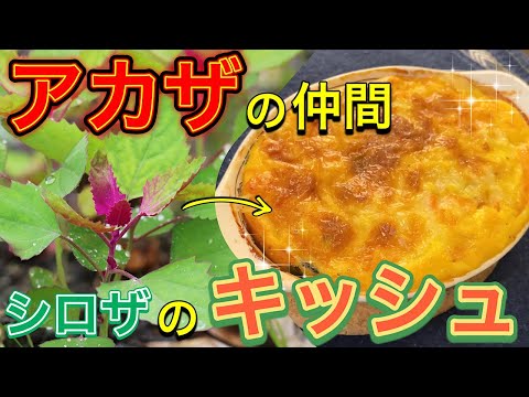 アカザ・キヌア